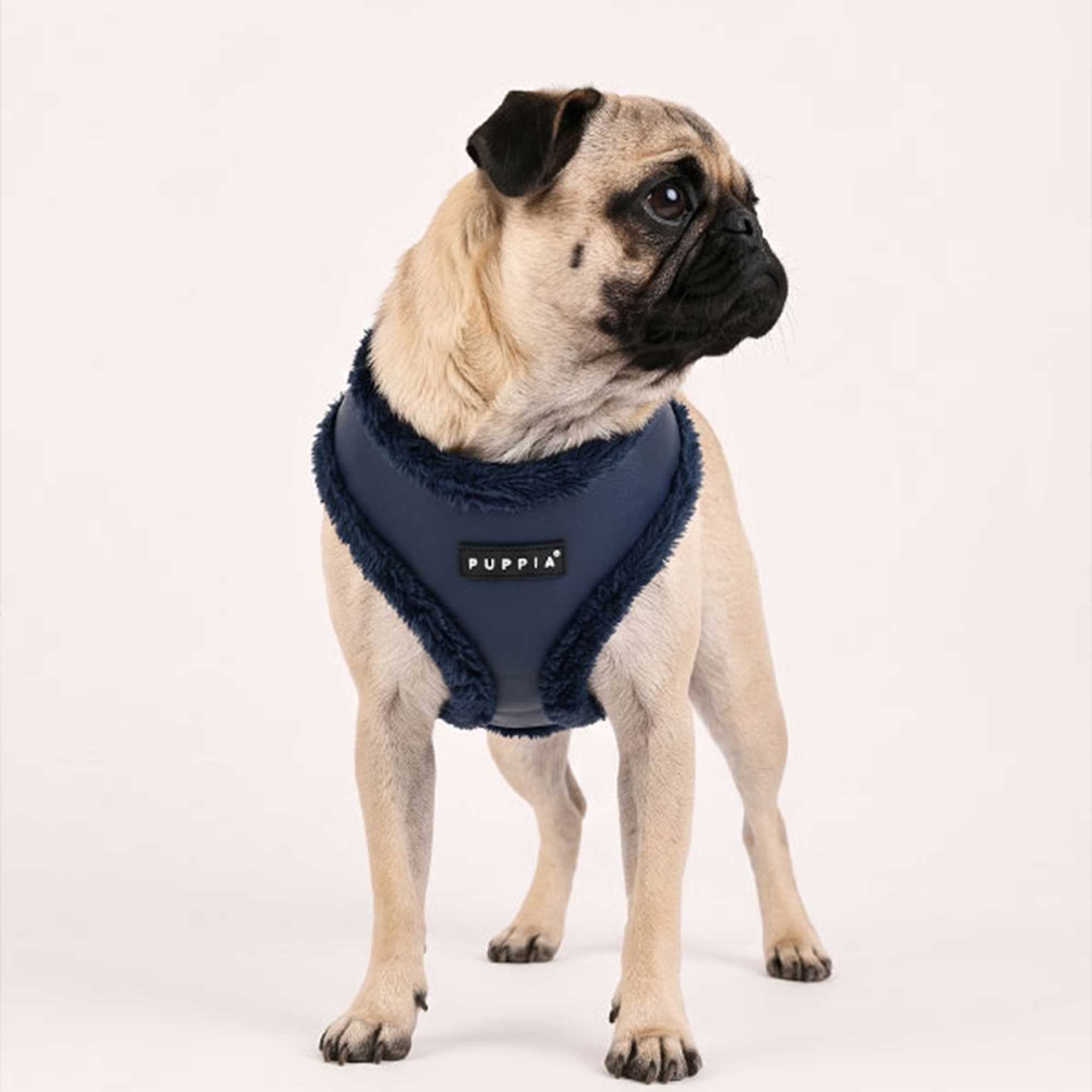 Baxter wearing Puppia
