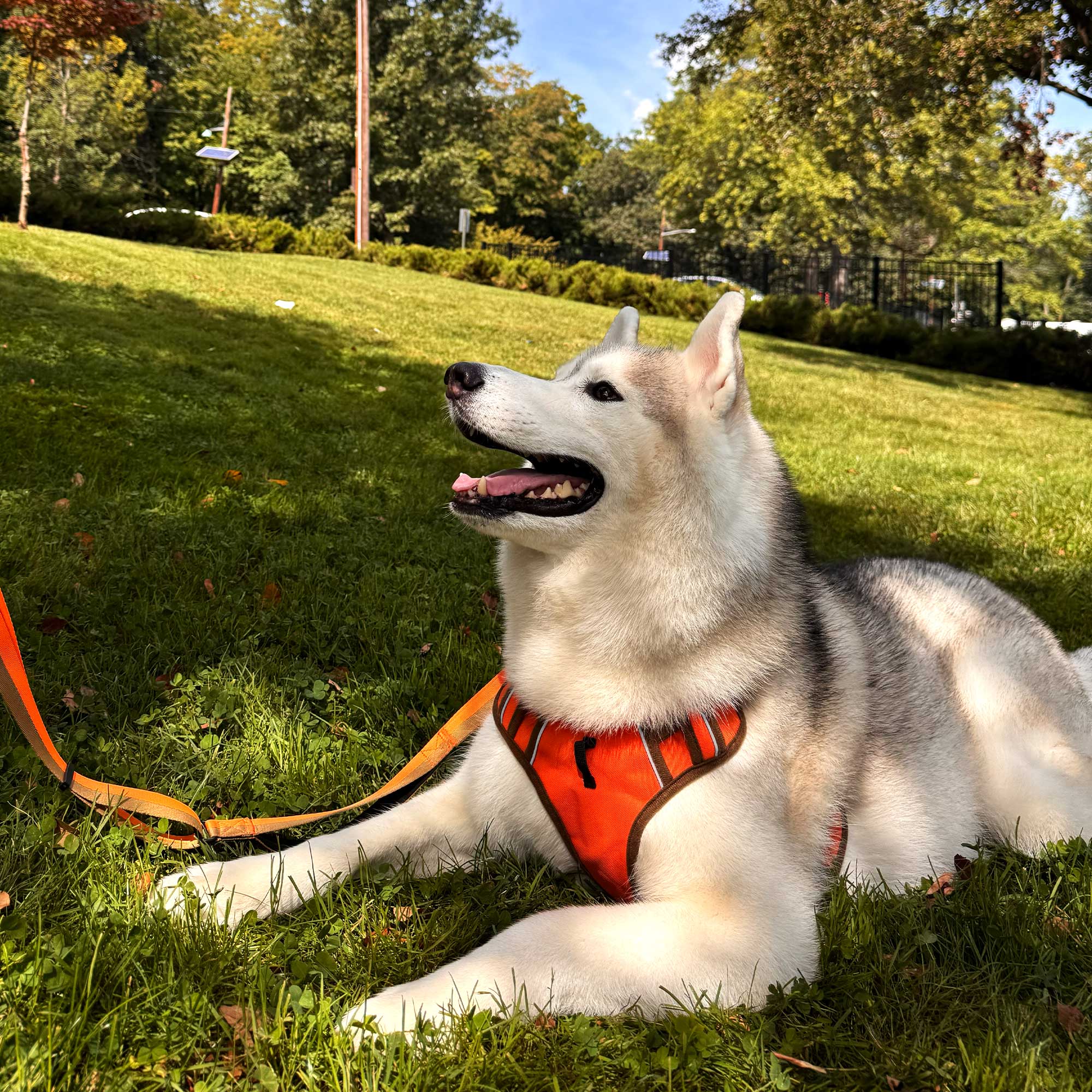 Aroo wearing Puppia Flex