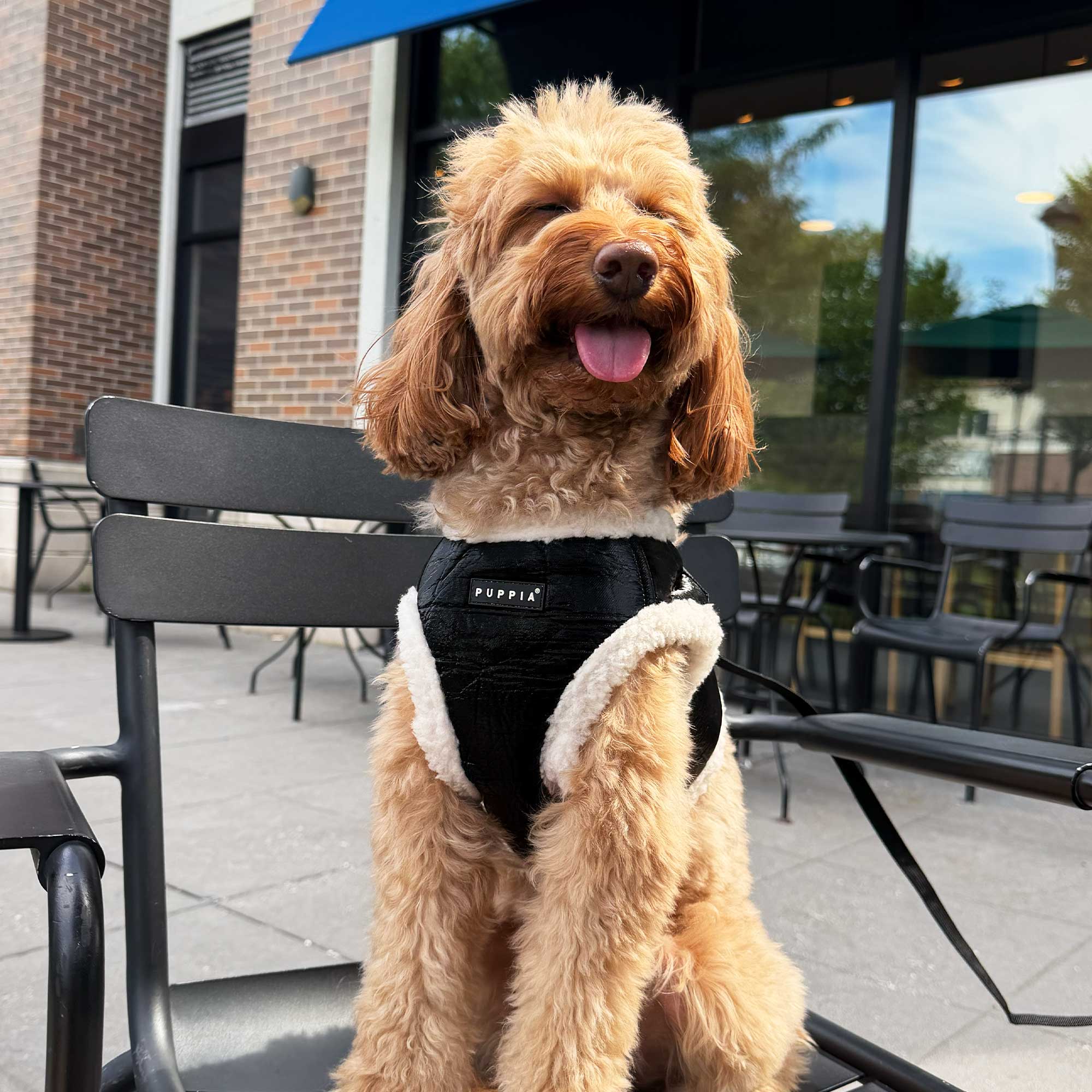 Boksil wearing Puppia