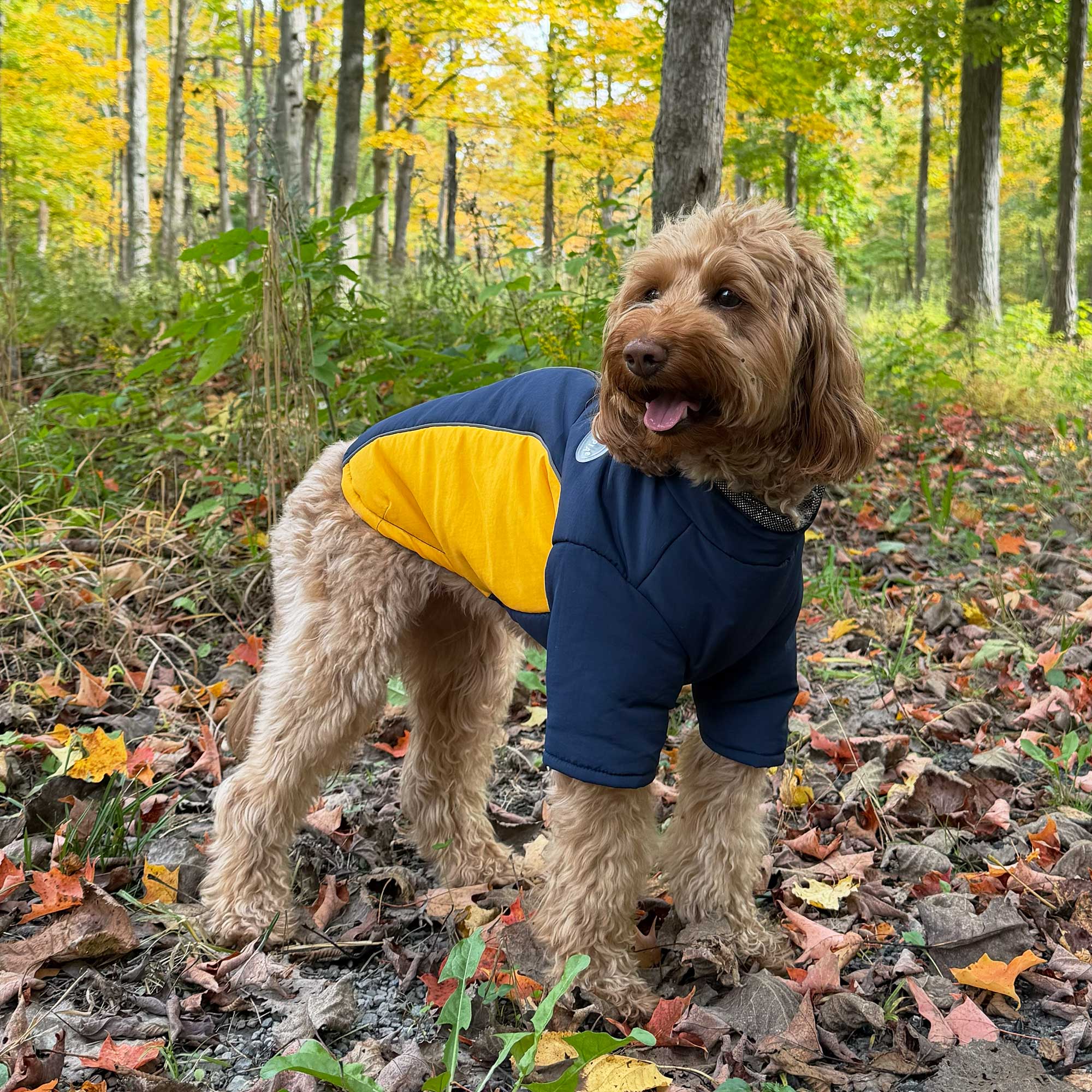 Boksil wearing Puppia