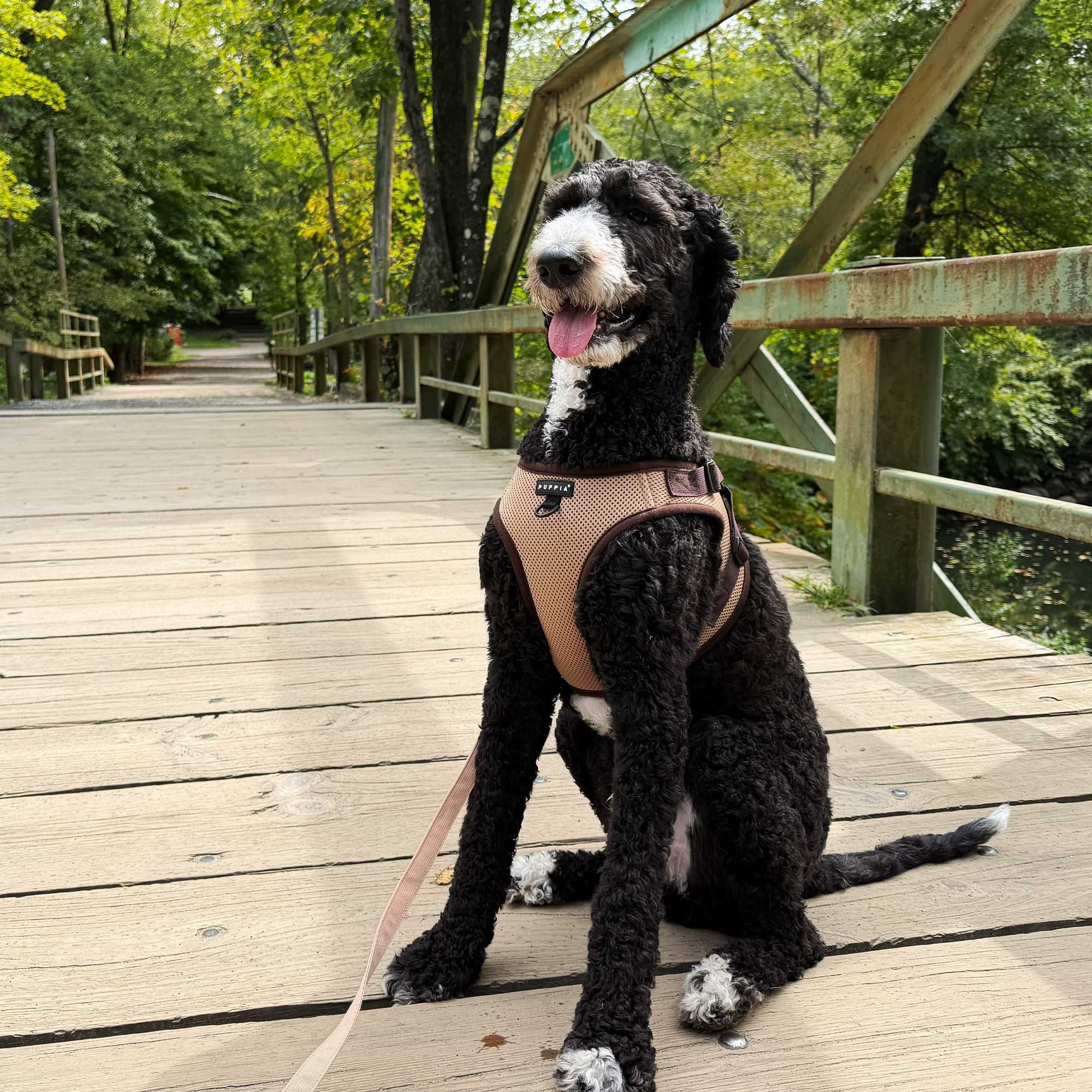 Cooper wearing Puppia Flex