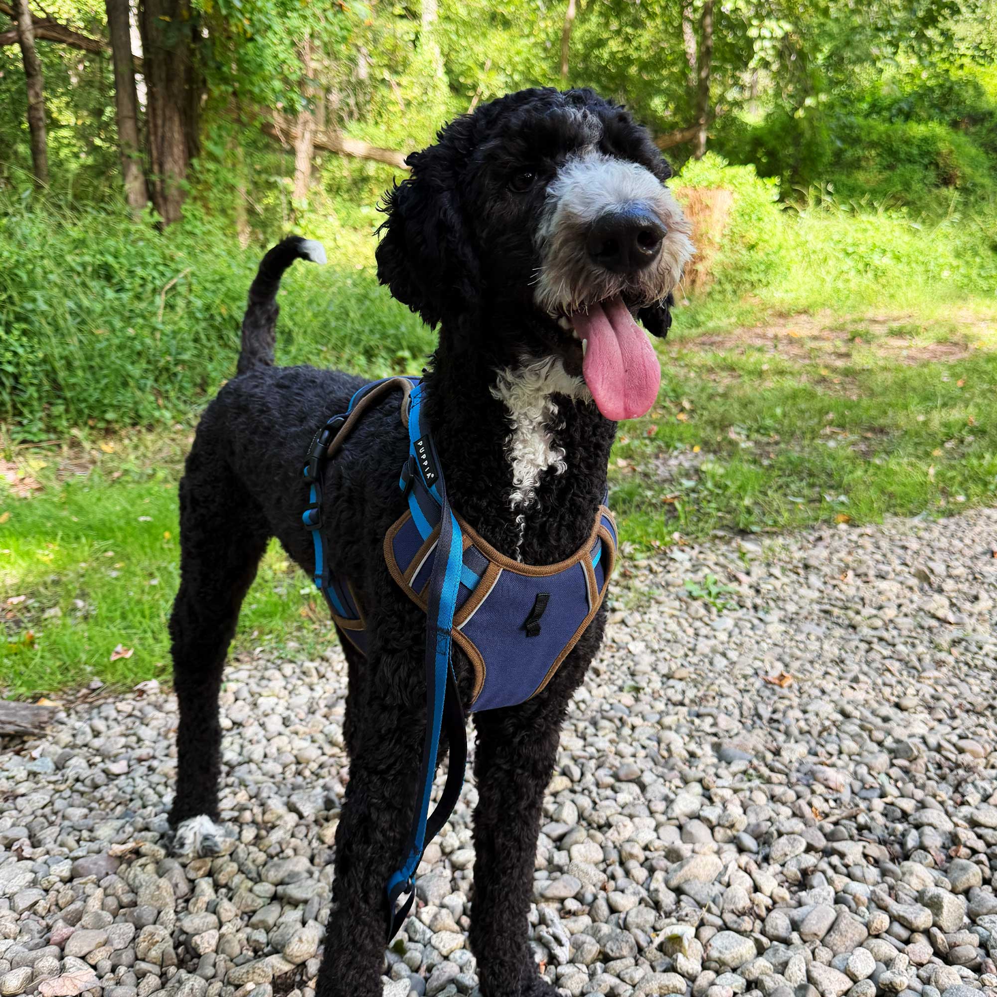 Cooper wearing Puppia Flex