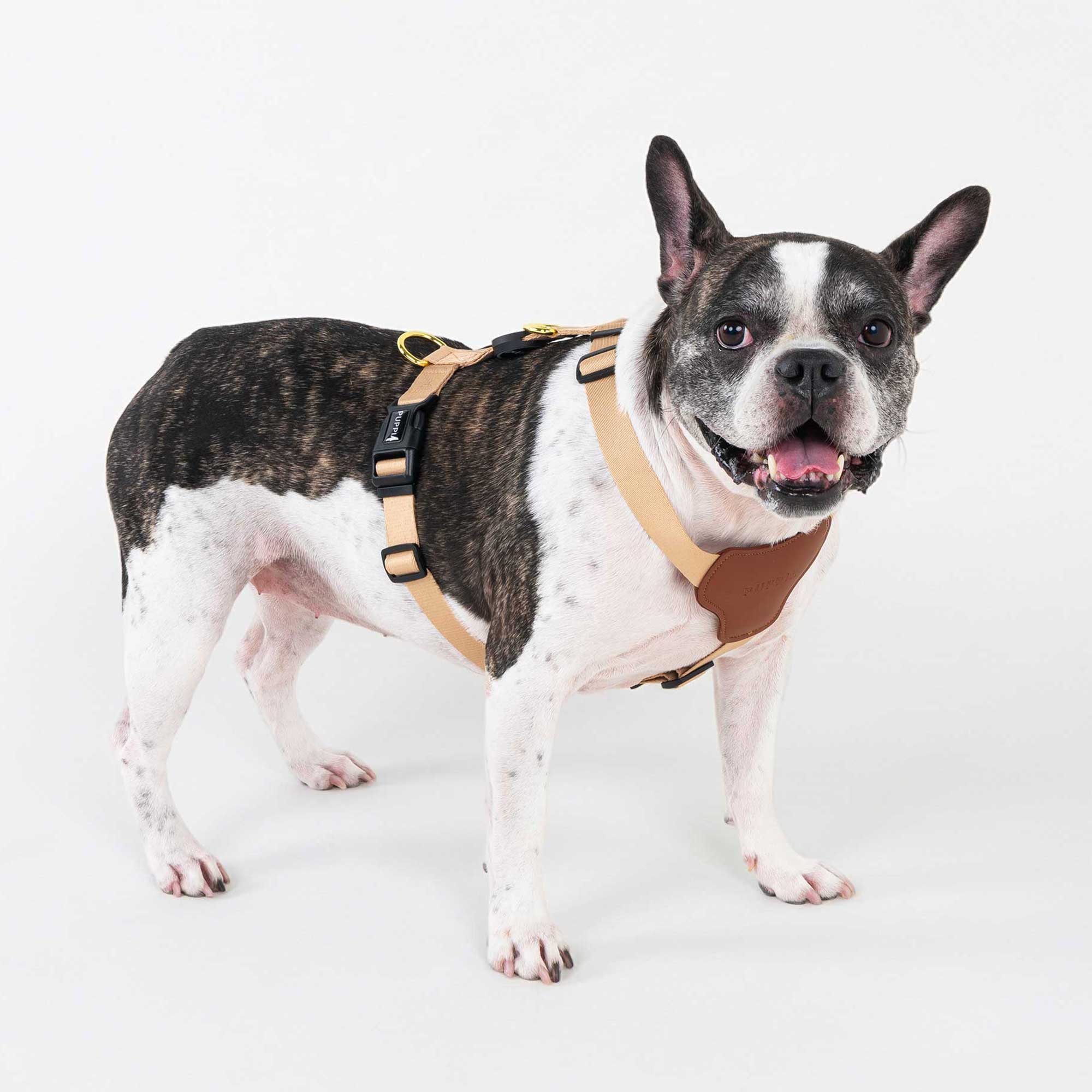 Leon wearing Puppia Flex