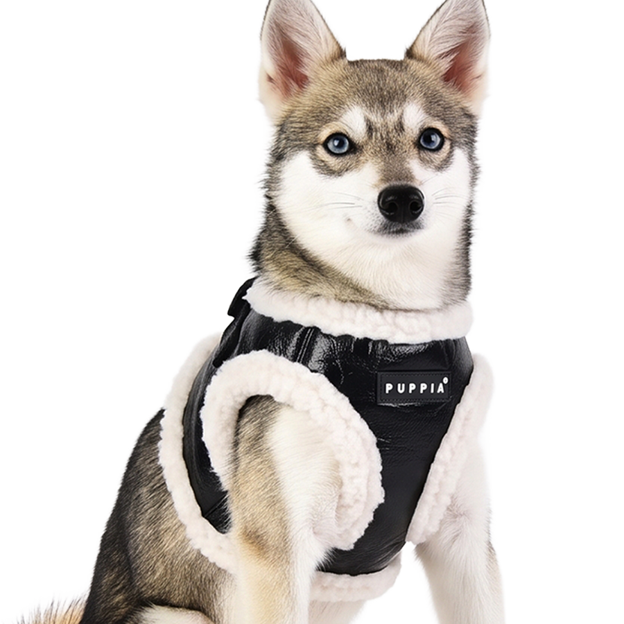 Dog wearing the Winter Stride harness