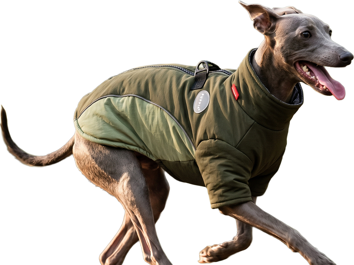 Dog in Puppia weather-ready layers