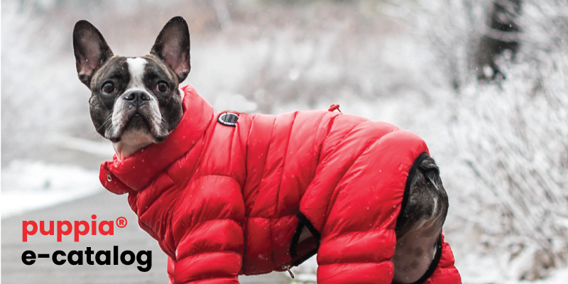 Our winter cat in a puffer jacket is - The Picture Gallery