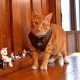 LEONE HARNESS A