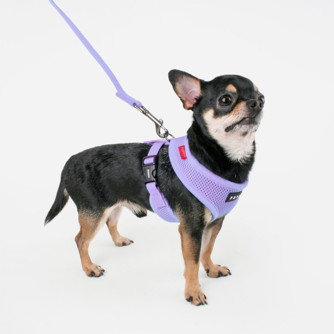 Frisco soft mesh dog harness shop