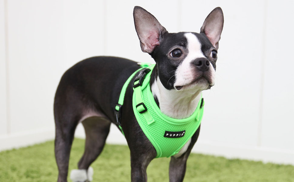 how to put on puppia harness